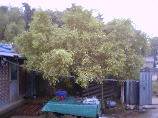 마당에 있는 대추나무